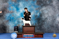 Jack Russell Terrier #J104 WED OIJS 4th Judge Timothy Robbins