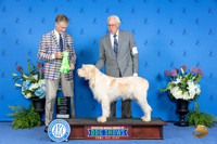Spinone Itialiano #7 THUR NOHS G2 Judge Wood Wornall