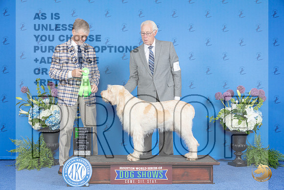 Spinone Itialiano #7 THUR NOHS G2 Judge Wood Wornall__JP_8316_Houston_2024_HR3