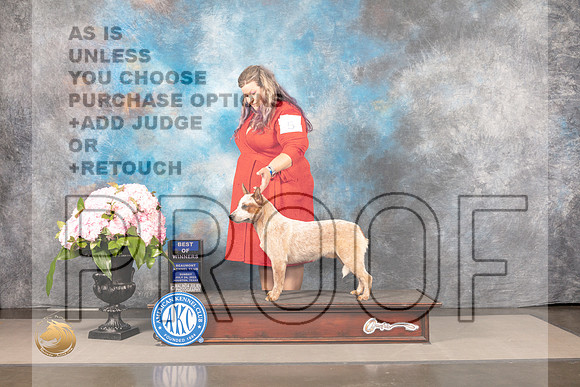 Australian Cattle Dog #5 SUN WD BOW Judge Carrie Chase_MJ_7545_Houston_2022_HR3