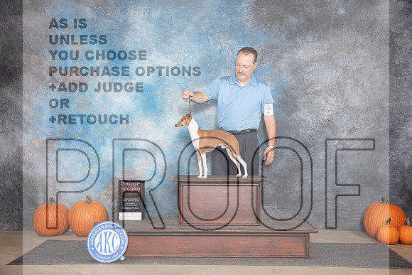 Italian Greyhound #5 Sat G2 Judge Ray Filburn__JP_9476_Humble_2024_HR3