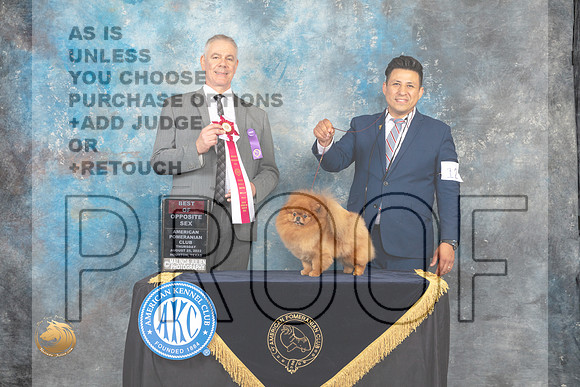 Pomeranian #12 Thur BOS Judge Luis Carlos Esperon_MJ_9517_HstnTOY_2022_HR3