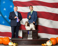 Havanese #? Sat WB MAJ Judge Mr Richard H Mullen