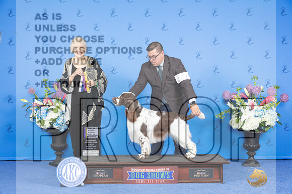 English Springer Spaniel #11 SUN BOB BOW WD M Judge Nancy Liebes_JP_0337e_Houston_2024-HR3