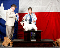 Sealyham Terrier #8 Fri WB MAJ June Ronne & Judy Thill Judge C Olvis 2