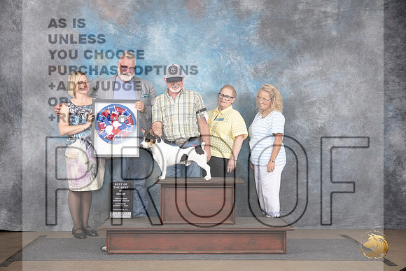 Teddy Roosevelt Terrier #11 Sat Best of The Best __JP_2787_LongviewTX_2024_HR3