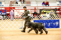Bouvier des Flandres Sun Ring