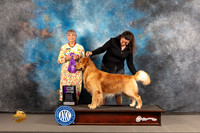 Golden Retriever #55 Wed WD Judge Jill Warren