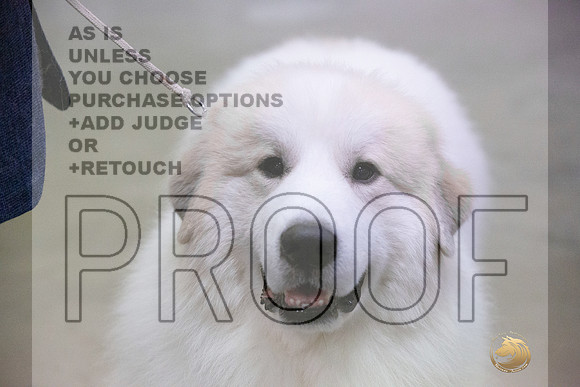 Great Pyrenees #6 & #5JJL_4296_Amarillo_2022_HR3