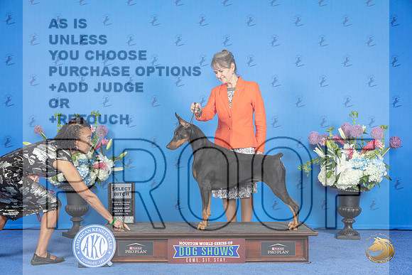 Doberman #48 WED SB Judge Alisa Brotherhood__JP_0259_Houston_2024_HR3