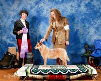 Australian Cattle Dog #28 Fri WB +A1