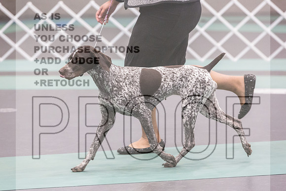 German Shorthaired Pointer Rings Sat_JJL_8860_UKCLNGVIEWOCT2024_2024_HR3