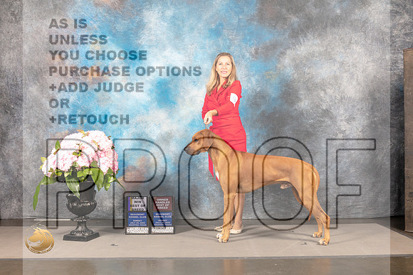 Rhodesian Ridgeback #9 SUN BOB OHBOB Major Judge Polly Smith_MJ_7540_Houston_2022_HR3