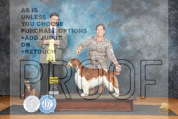 Welsh Springer Spaniel #5 Sat G2 Judge Jim Fehring__JP_8147_MARSHALL_2024_HR3