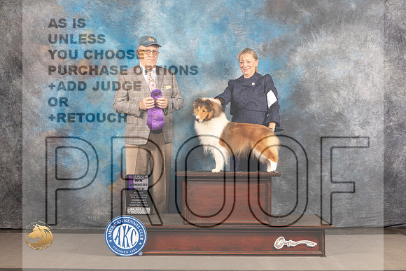 Shetland Sheepdog #48 WED WB Major Judge Robert Olsen_MJ_2643_Houston_2022_HR3