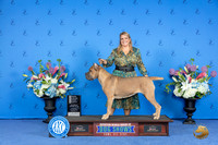 Cane Corso #14 Sat BOSOHBOB OHG4 Judge Britt Jung