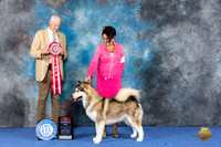 Alaskan Malamute #10 WED BOS Judge Jon Cole