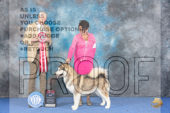 Alaskan Malamute #10 WED BOS Judge Jon Cole__JP_6786_Houston_2024_HR3