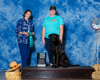 Retrievers Labrador #R26 Sun New Title Rally Exe Barnett Linda Judge Mrs Linda Scanlon