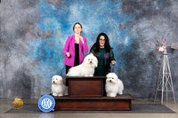 Coton de Tulear Sat Fun