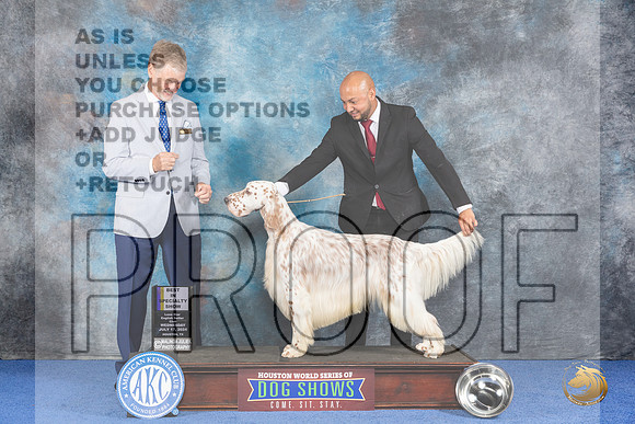 English Setter #5 WED BOB Judge Wood Wornall__JP_7269_Houston_2024_HR3