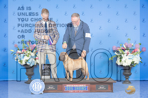 Chinese Shar Pei #16 SUN WB BOW NC Judge Wood Wornall_JP_0678e_Houston_2024-HR3