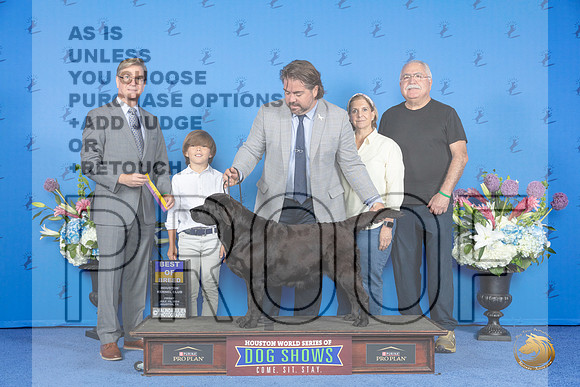 Labrador Retriever #36 FRI BOB Judge Douglas Johnson__JP_8876_Houston_2024_HR3