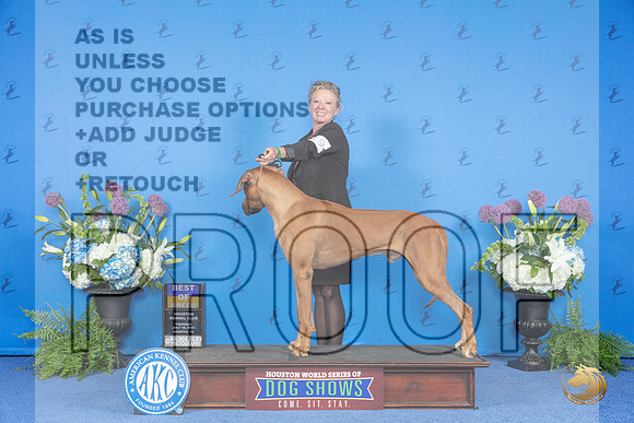Rhodesian Ridgeback #19 THUR BOB Judge Debbie Freeman__JP_8215_Houston_2024_HR3