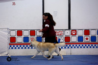Sweeps 12-18 Puuppy Bitch Sat Ring 2