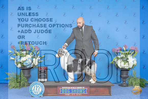Australian Shepherd #23 THUR BOS Judge Nancy Liebes__JP_8184_Houston_2024_HR3