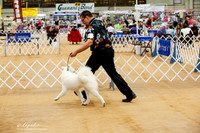 Samoyed Sat Ring