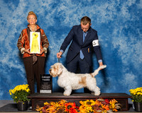 Petits Bassets Griffons Vendeens #6 Sat G3 Claude David Rebecca Donna Moore Agent Brooke Young Judge Ms Joanne M Buehler