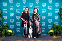 Australian Shepherd TD
