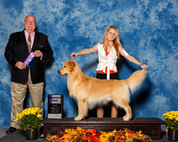 Retrievers Golden #9 Sun WD Ward Amanda Judge Mr Douglas R Holloway Jr