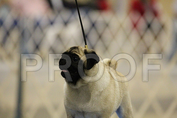 MJS_2797