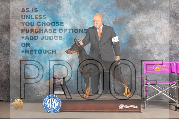 Doberman Pinscher #21 WED BOB Judge Barbara Alderman_MJ_2315_Houston_2022_HR3