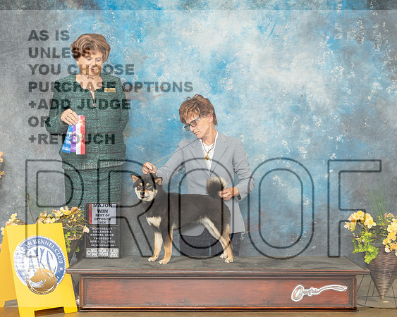 Shiba Inu #6 Thurs WBBOS Judge Carol Jean Nelson-MMJ_9471-NWARK2022-HR3