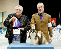 Shih Tzu #7 Sun Maj BOS Maybin Anna Agent Dan L Haley Judge Ms Denny C Mounce