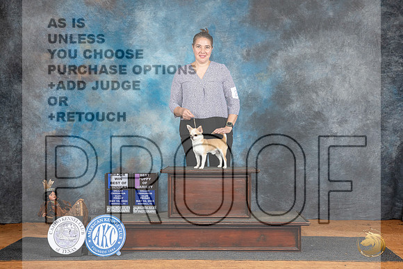 Chihuahua Smooth Coat #21 Fri WDBOW Judge Suzanne Dillin__JP_7207_MARSHALL_2024_HR3