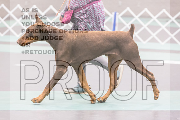 Doberman Pinscher Rings Sat_JJL_8161_UKCLNGVIEWOCT2024_2024_HR3