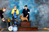 Norfolk Terrier #5 Sat G1 Judge Sharol Candace Way