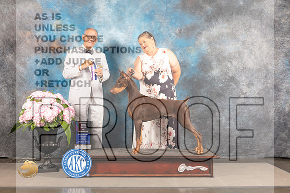 Doberman Pinscher #19 SAT WD BOW Major Judge Luis Sosa_MJ_6436_Houston_2022_HR3