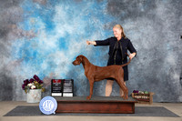 Redbone Coonhound #6 Sat BOSBOWOHBOB Judge Eric Liebies