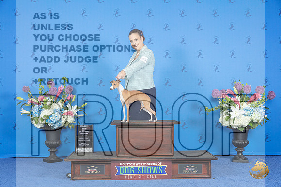 Italian Greyhound #8 FRI WB BOW M Judge Nancy Liebes__JP_8935_Houston_2024_HR3