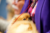 Pomeranian Sat Ring