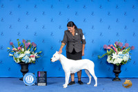 Dogo Argentino #6 THUR OHG1 Judge Annella Cooper