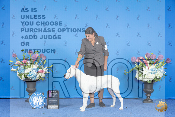 Dogo Argentino #6 THUR OHG1 Judge Annella Cooper__JP_8528_Houston_2024_HR3