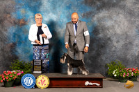 Miniature Schnauzer #9 Sat SDGCh Judge Debra Thornton