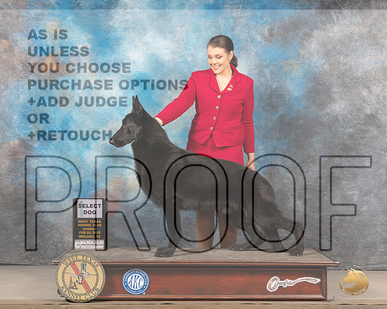 German Shepherd Dog #21 Sun SD Judge Linda ClarkMMJ_5583_Mdlnd2022_HR3