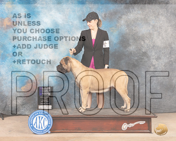 Bullmastiff #8 Sun WBMCh Judge Eric Liebes-MMJ_4399-Abilene2022-HR3
